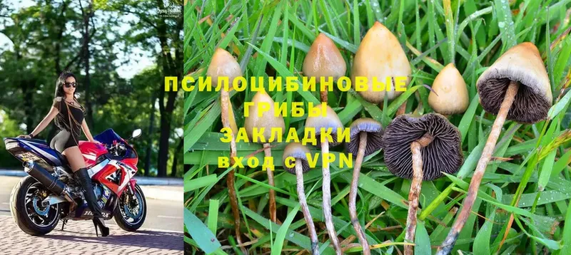 Псилоцибиновые грибы Cubensis  Ардатов 